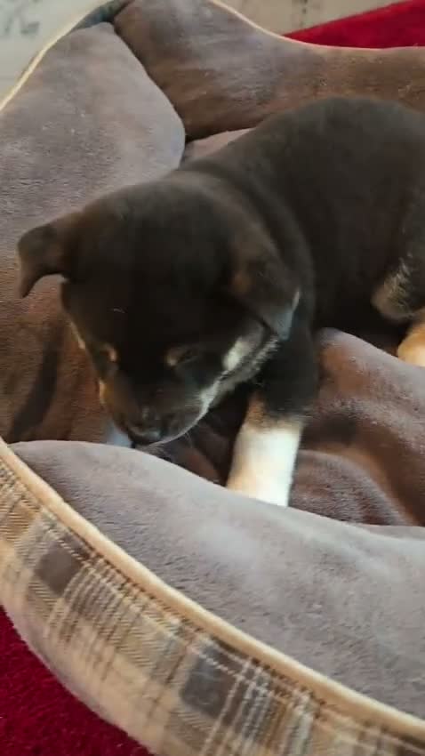 Shiba Inu dogs for sale: Tri-Color/Calico Male - Video 1