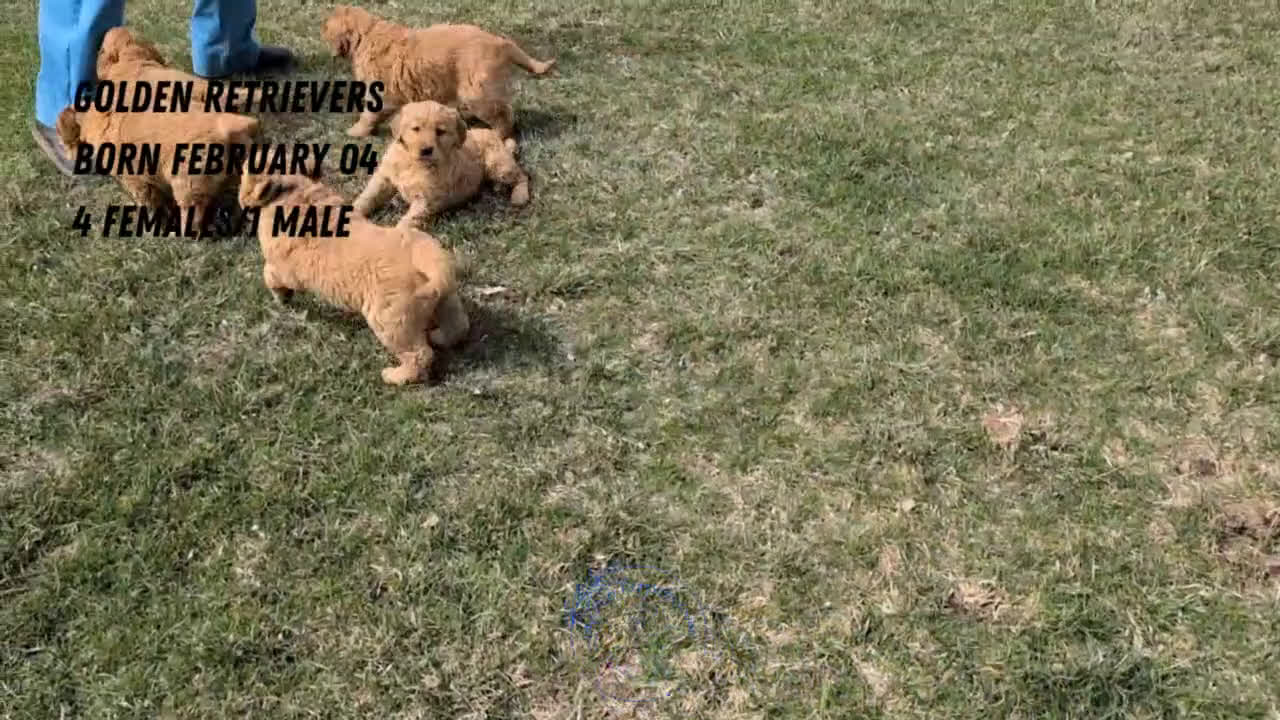 Golden Retriever dogs for sale: Daisy - Video 2
