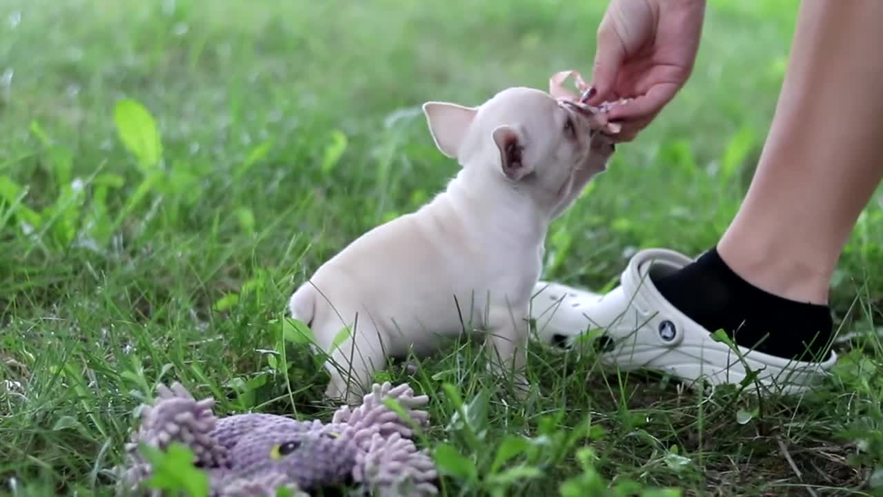 French Bulldog dogs for sale: Sophie - Video 1