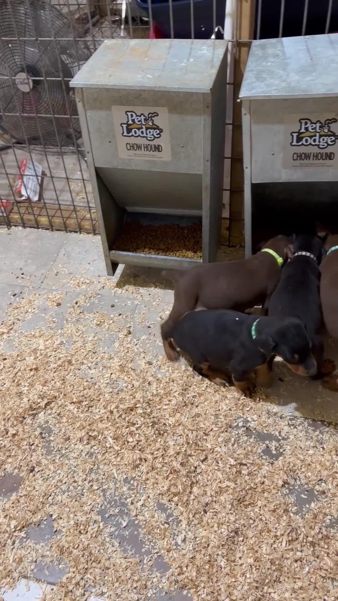 Doberman Pinscher dogs for sale: Black female tan collar  - Video 1