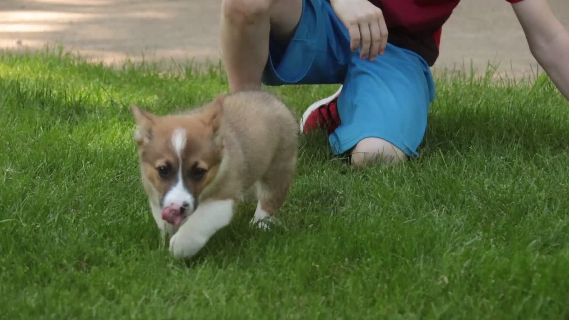 Welsh Corgi Pembroke dogs for sale: Georgia - Video 1