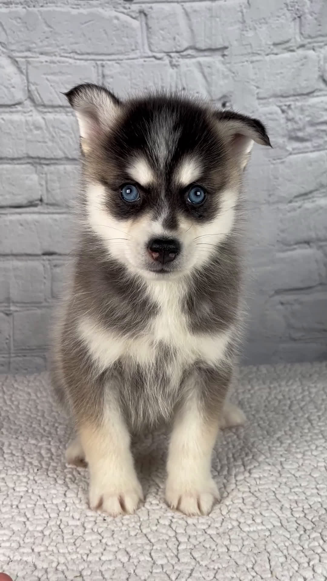 Pomsky dogs for sale: Sophia - Video 1