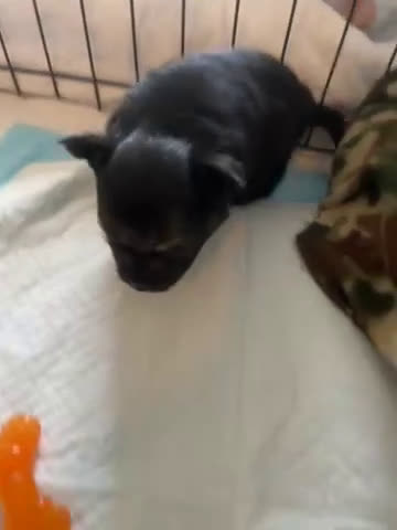 Pomeranian dogs for sale: Pomeranian Puppy 3 - Video 1