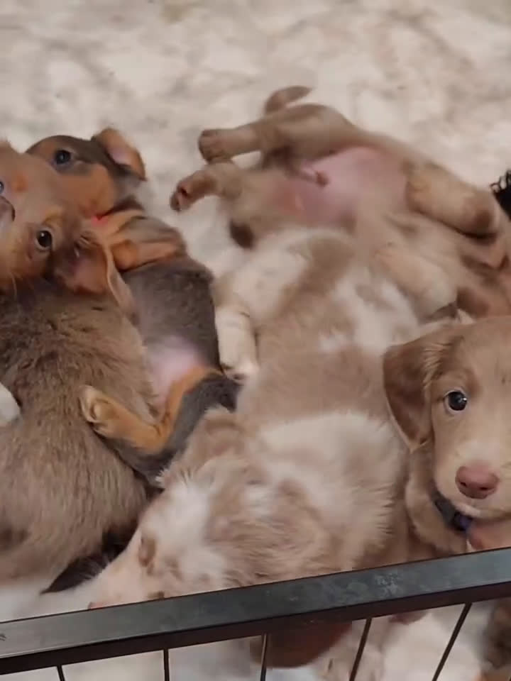 Miniature Dachshund dogs for sale: Miniature Dachshund Puppy 8 - Video 1