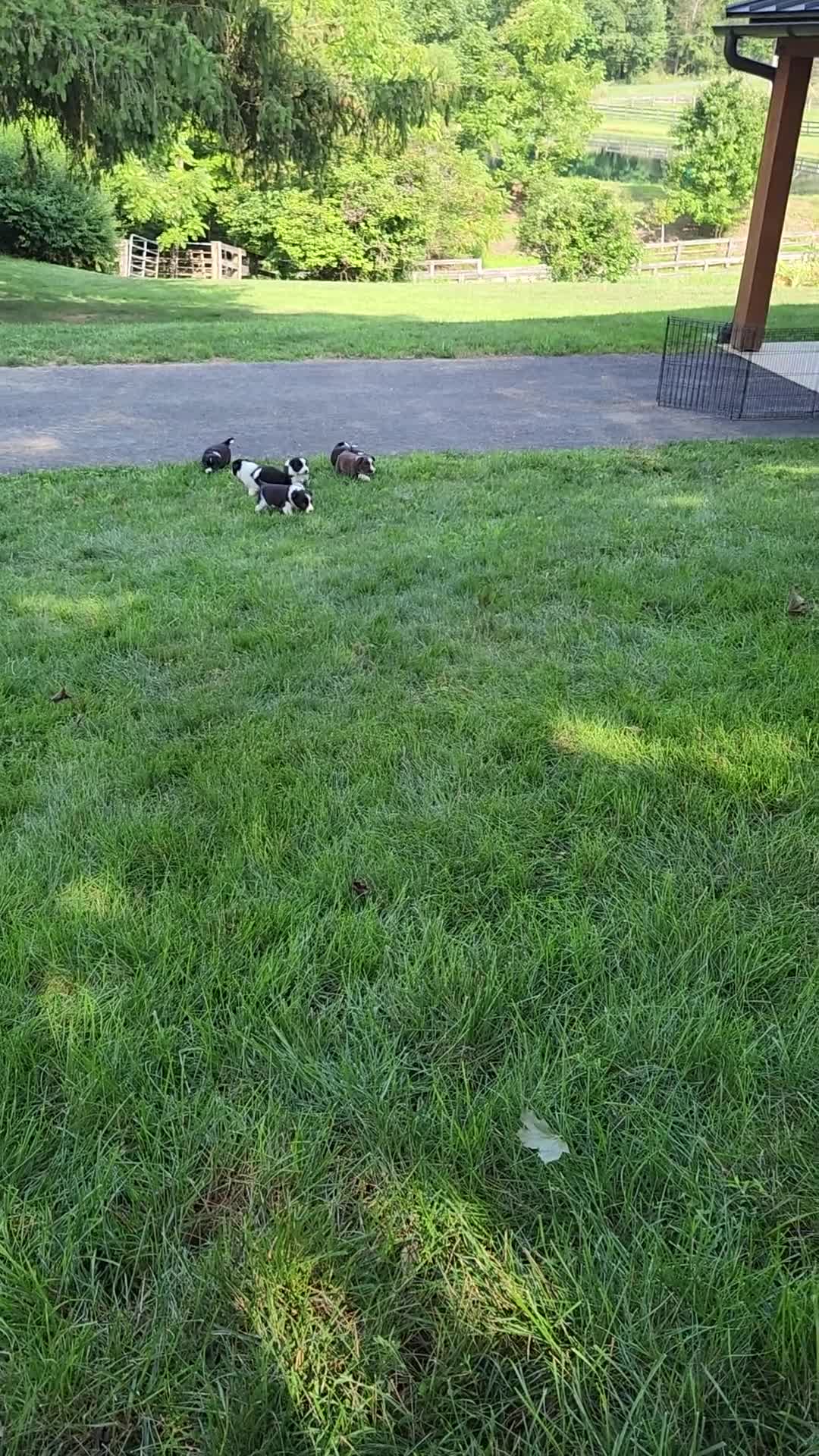 Border Collie dogs for sale: Molly- Pure Breed Border Collie - Video 1