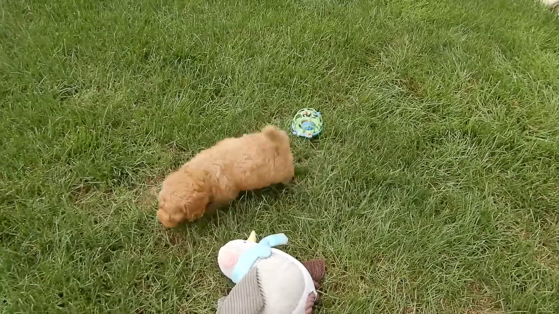 Mini Goldendoodle dogs for sale: Indy - Video 1