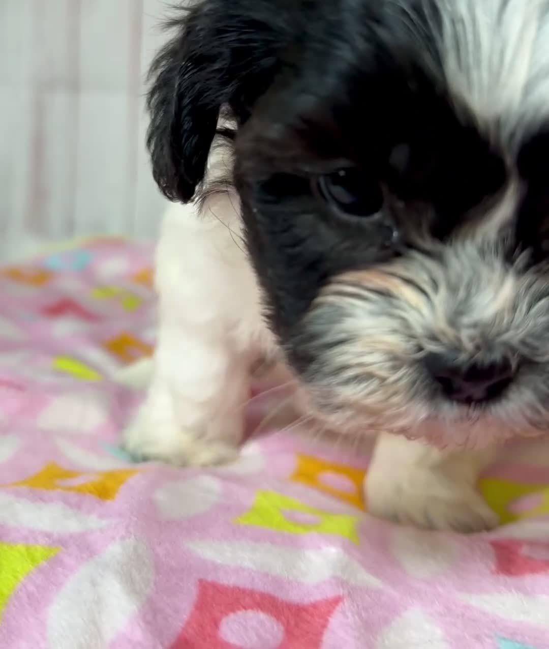 Teddy Bear dogs for sale: Wish Bear - Video 1