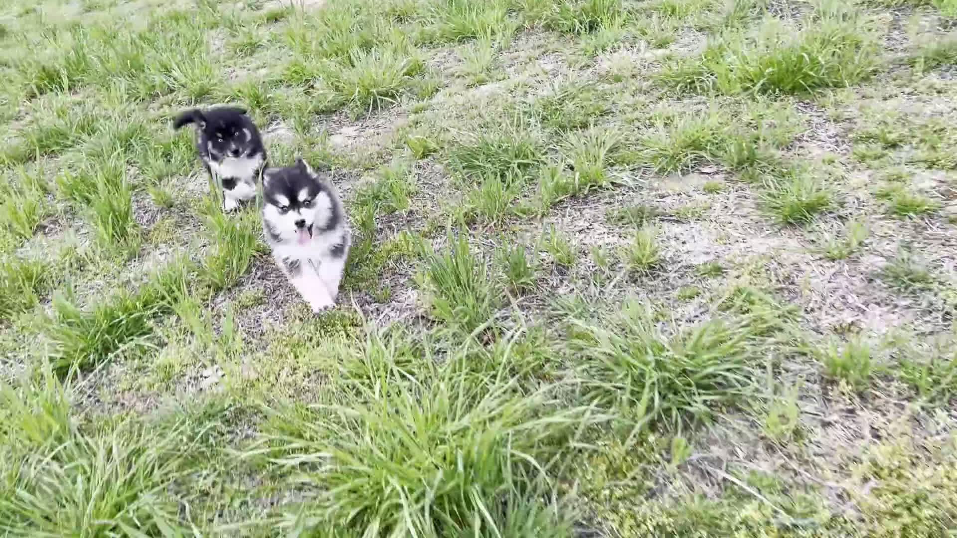 Pomsky dogs for sale: Benji (Green Collar) - Video 1