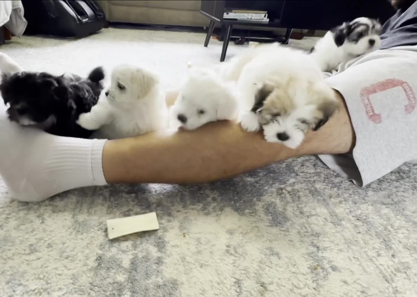 Malshi dogs for sale: Billy - Fluffy Teddy Bear Malshi Puppy - Video 1