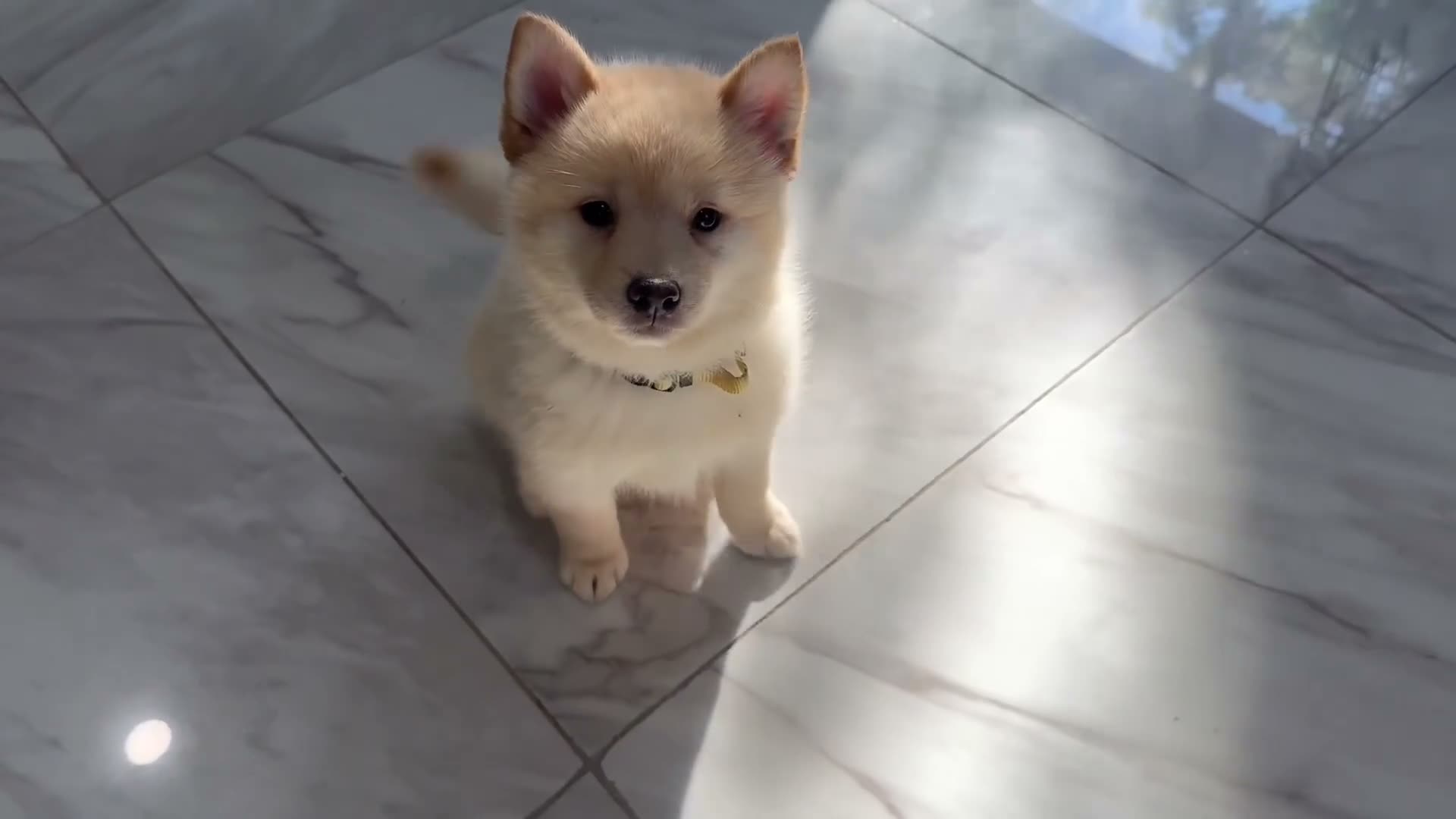 Mixed Breed dogs for sale: Alyona  - Video 1