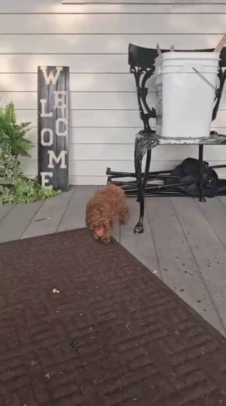 Toy Poodle dogs for sale: Gus - Potty and Crate Trained  - Video 1