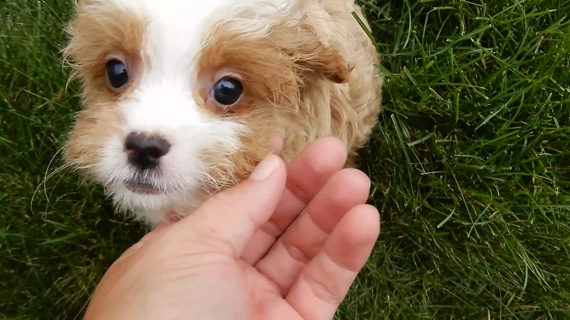 Cavapoo dogs for sale: Scout - Video 2