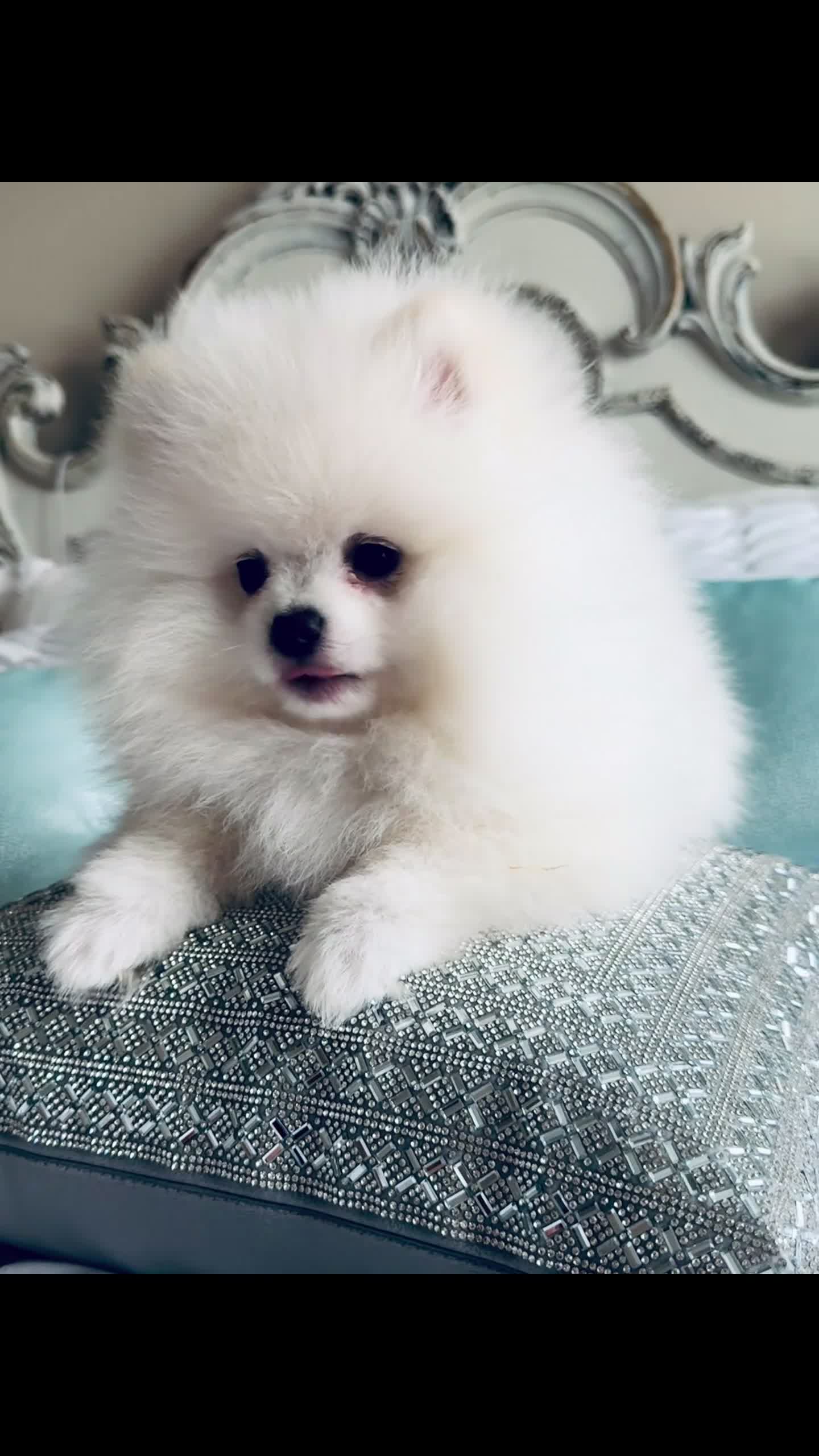 Pomeranian dogs for sale: Grace - Video 1