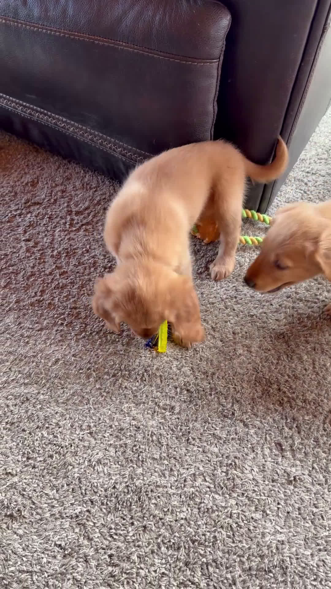 Golden Retriever dogs for sale: Red collar - Video 1