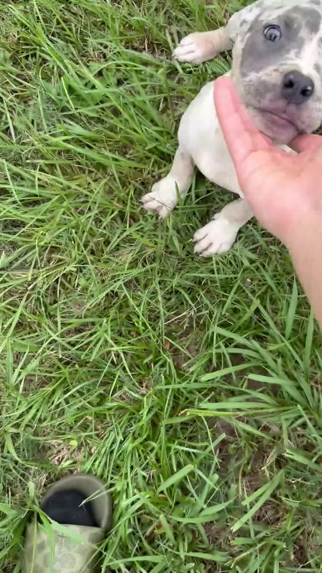 American Pit Bull Terrier dogs for sale: American Pit Bull Terrier 5 - Video 1