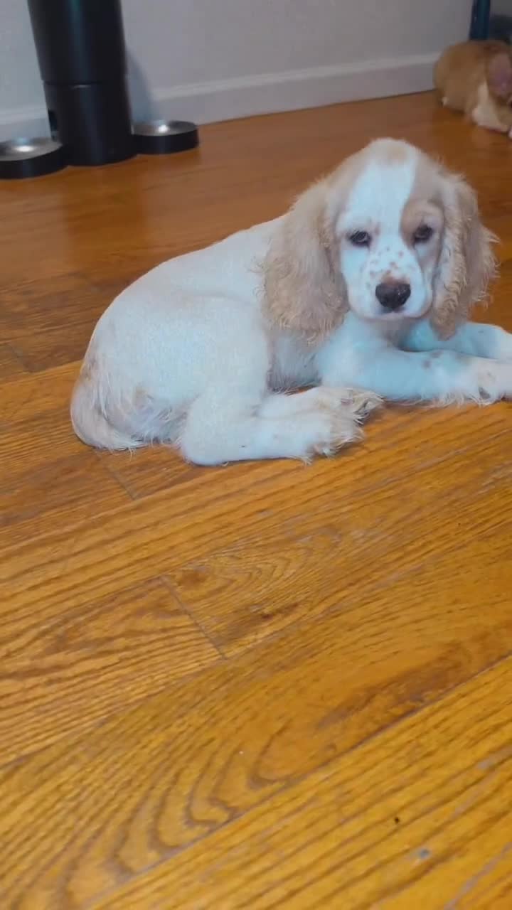 Cocker Spaniel dogs for sale: Bruno - Video 1