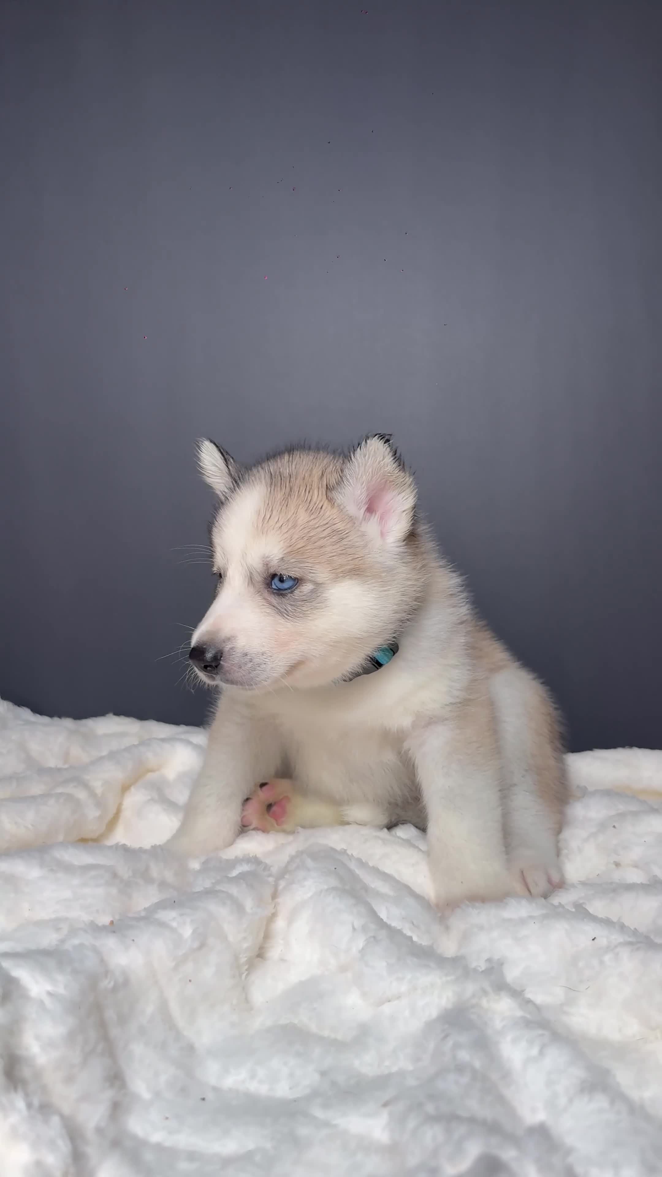 Siberian Husky dogs for sale: Ghost - Video 1