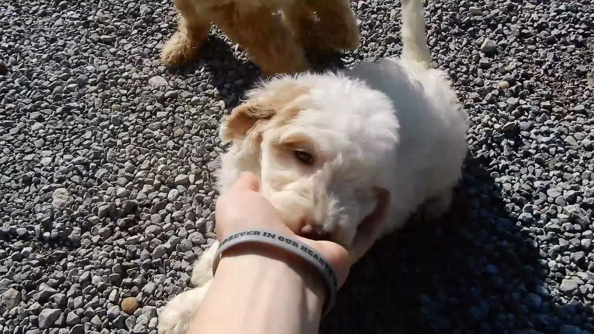 Mini Goldendoodle dogs for sale: Daisy (medium) - Video 1