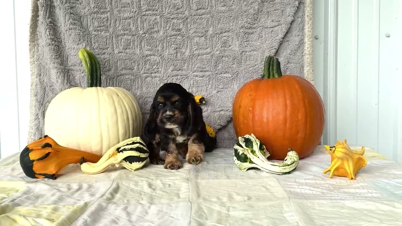 Cocker Spaniel dogs for sale: Zeston - Video 1