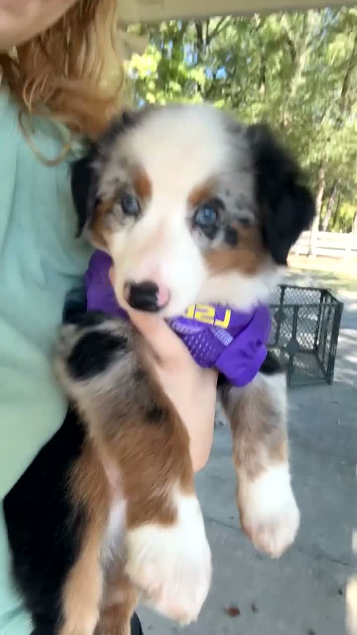 Australian Shepherd dogs for sale: Sirius - Video 1