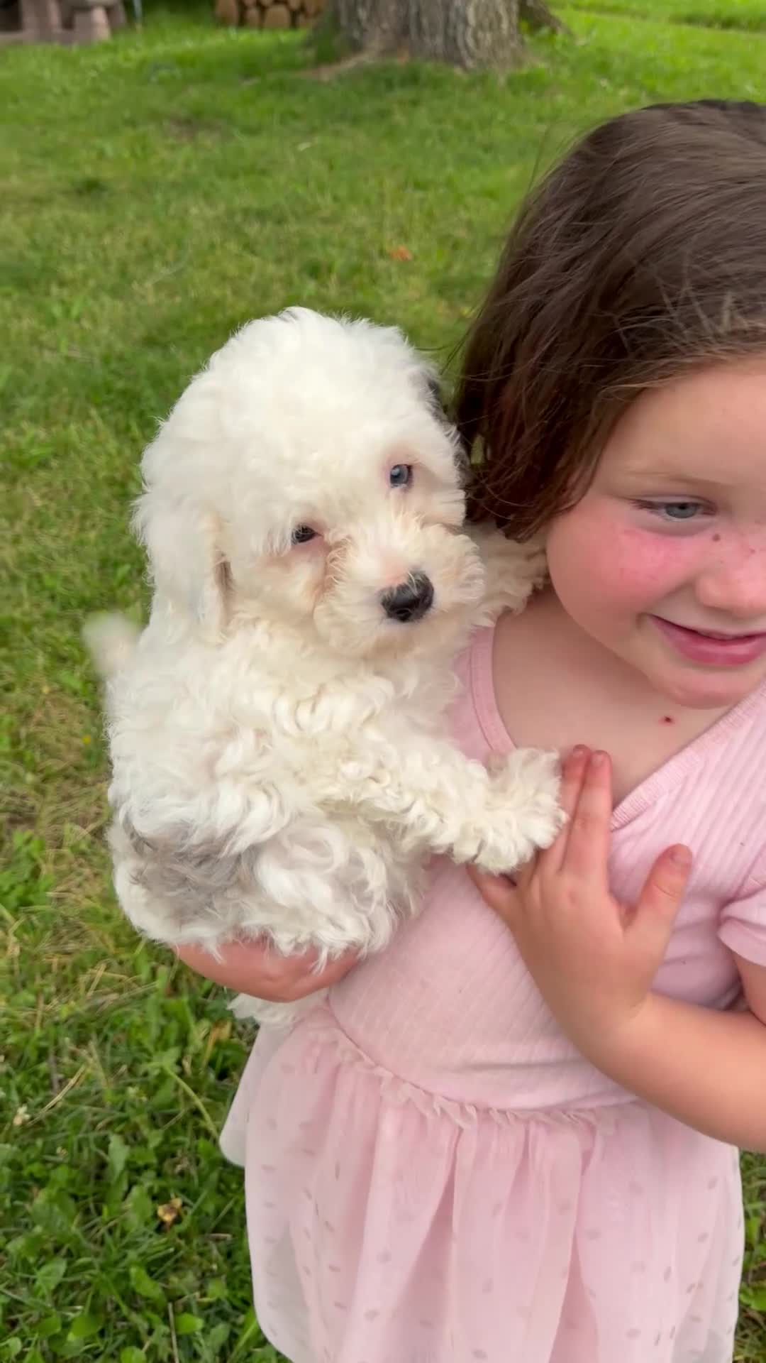 Cavapoo dogs for sale: Calvin - F1b  - Video 1