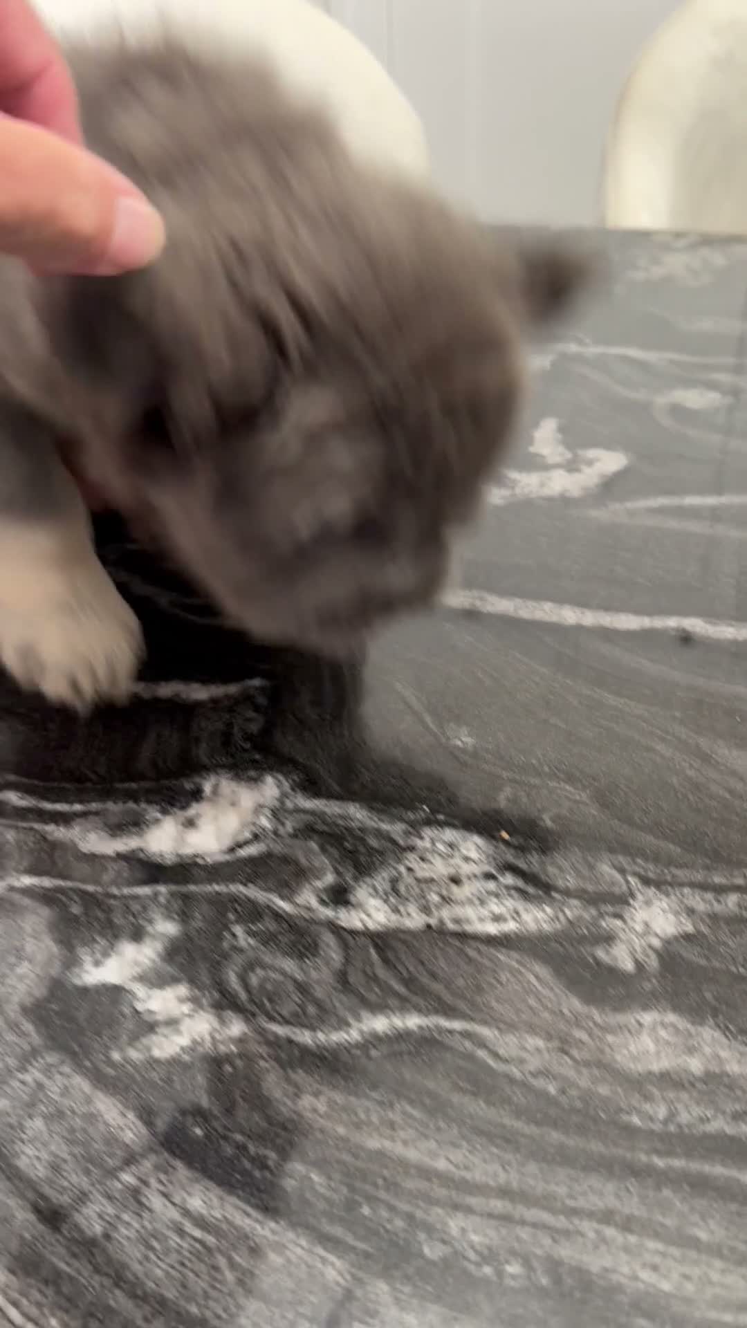 French Bulldog dogs for sale: Blueberry  - Video 2