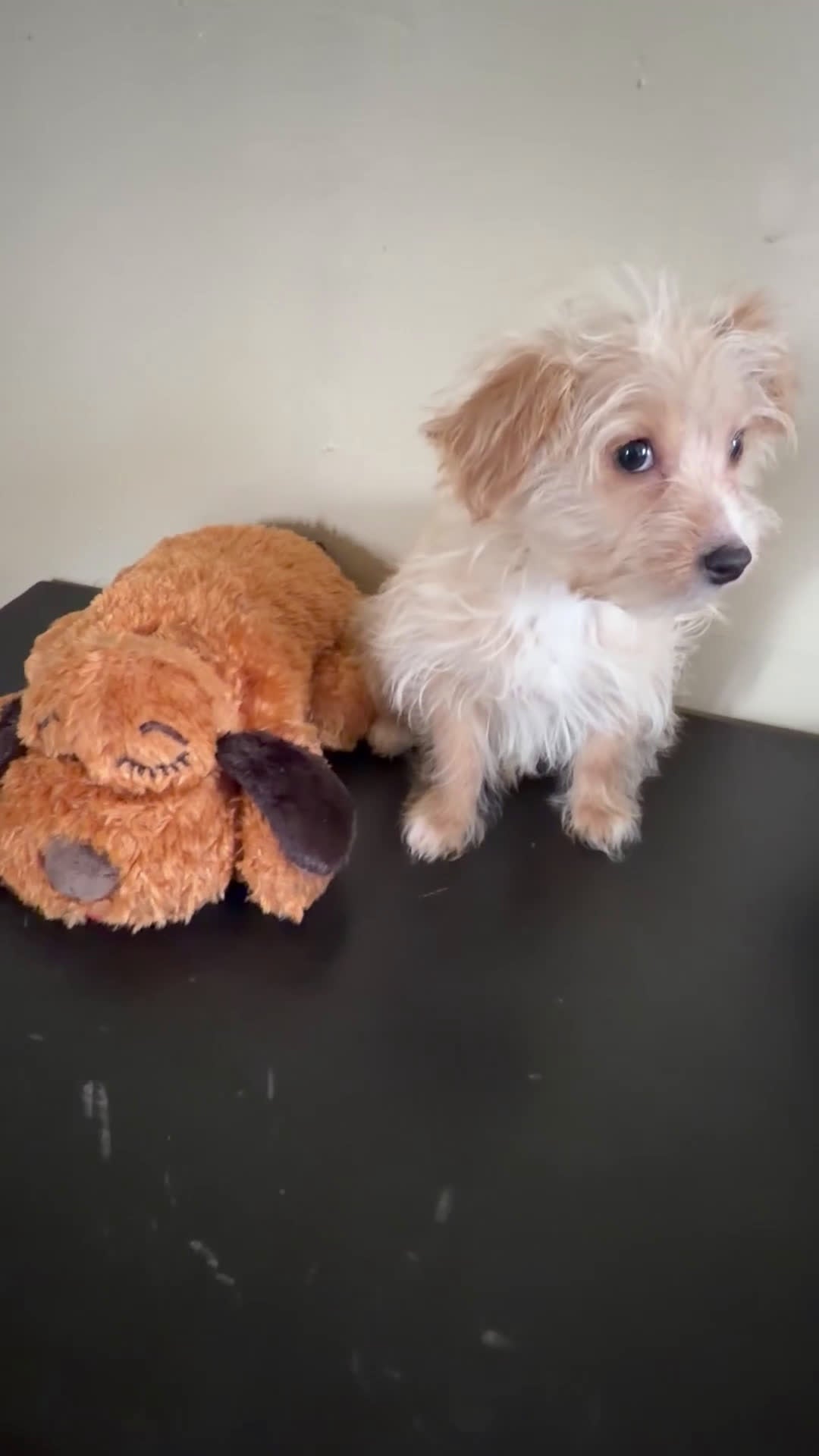 Morkie dogs for sale: Coco - Video 1