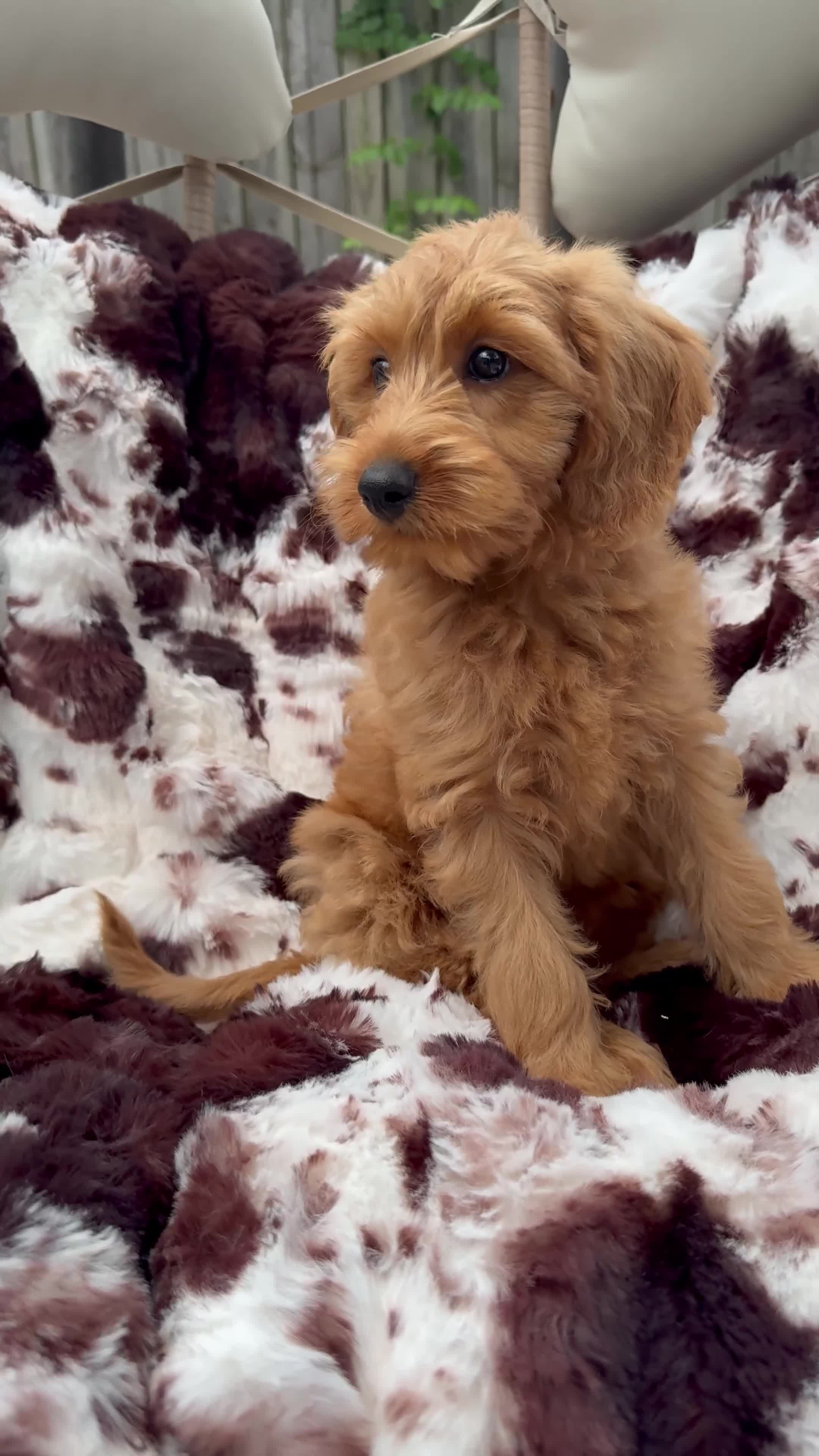 Mini Goldendoodle dogs for sale: Dolly - Video 1