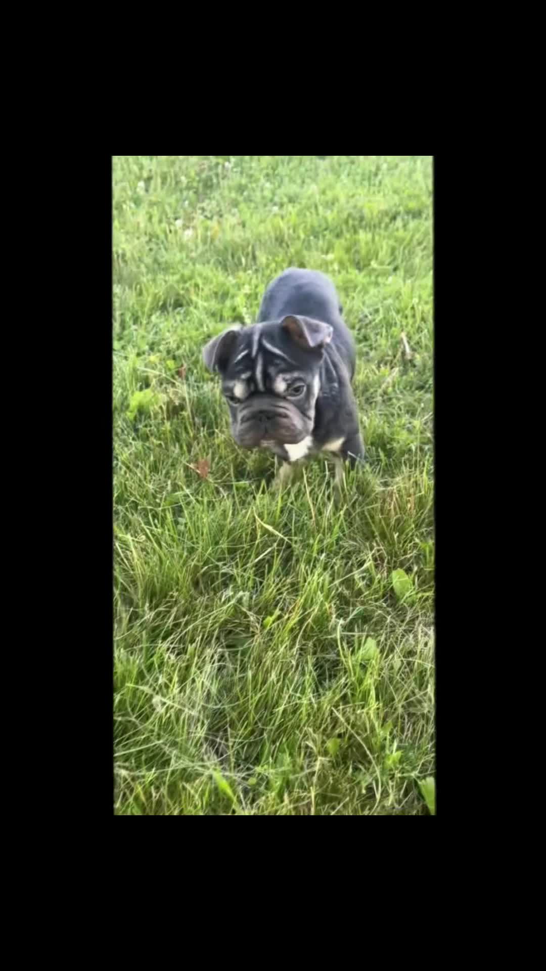 French Bulldog dogs for sale: Hershey Hue - Video 1