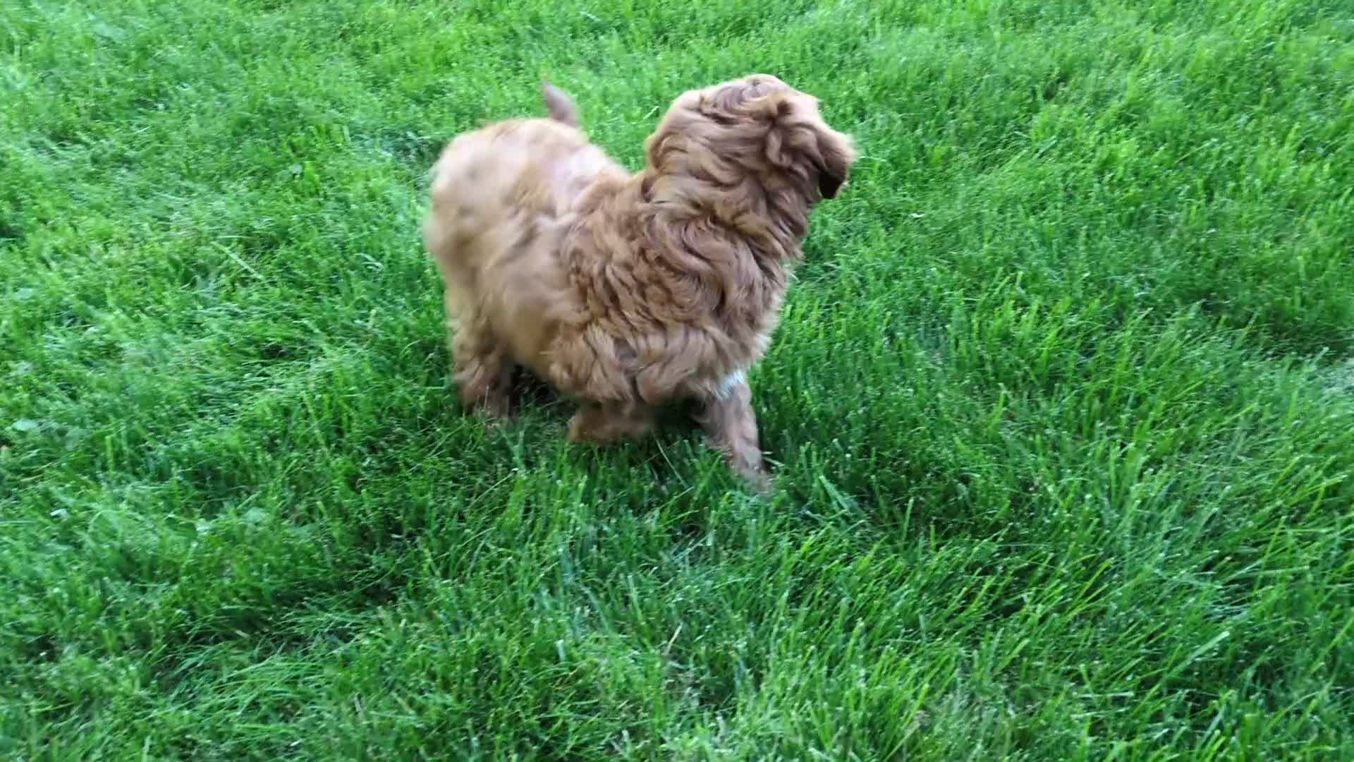 Cavapoo dogs for sale: Zack  - Video 1