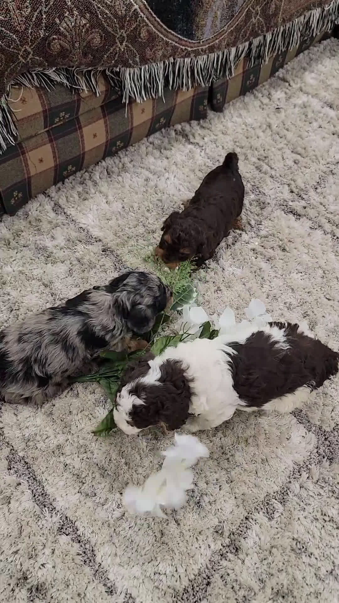 Cockapoo dogs for sale: Star - Video 1