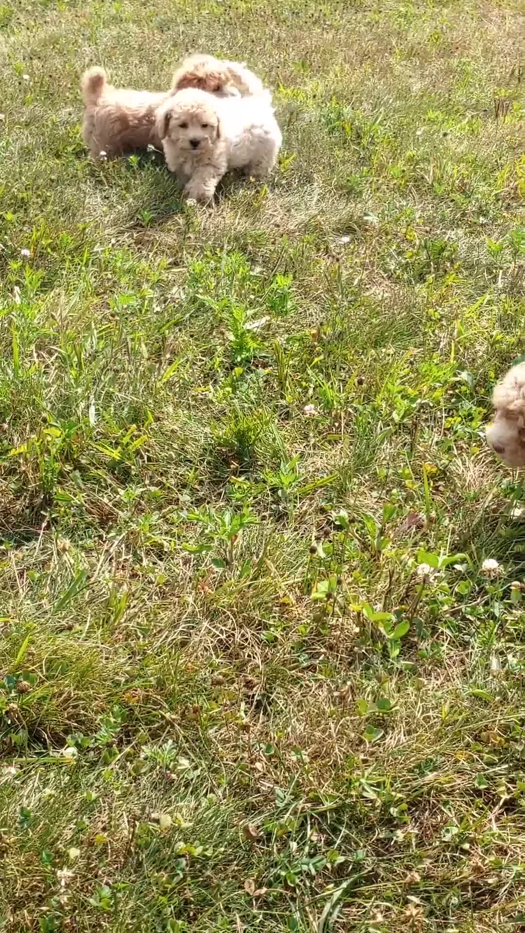 Maltipoo dogs for sale: Mia - Video 1