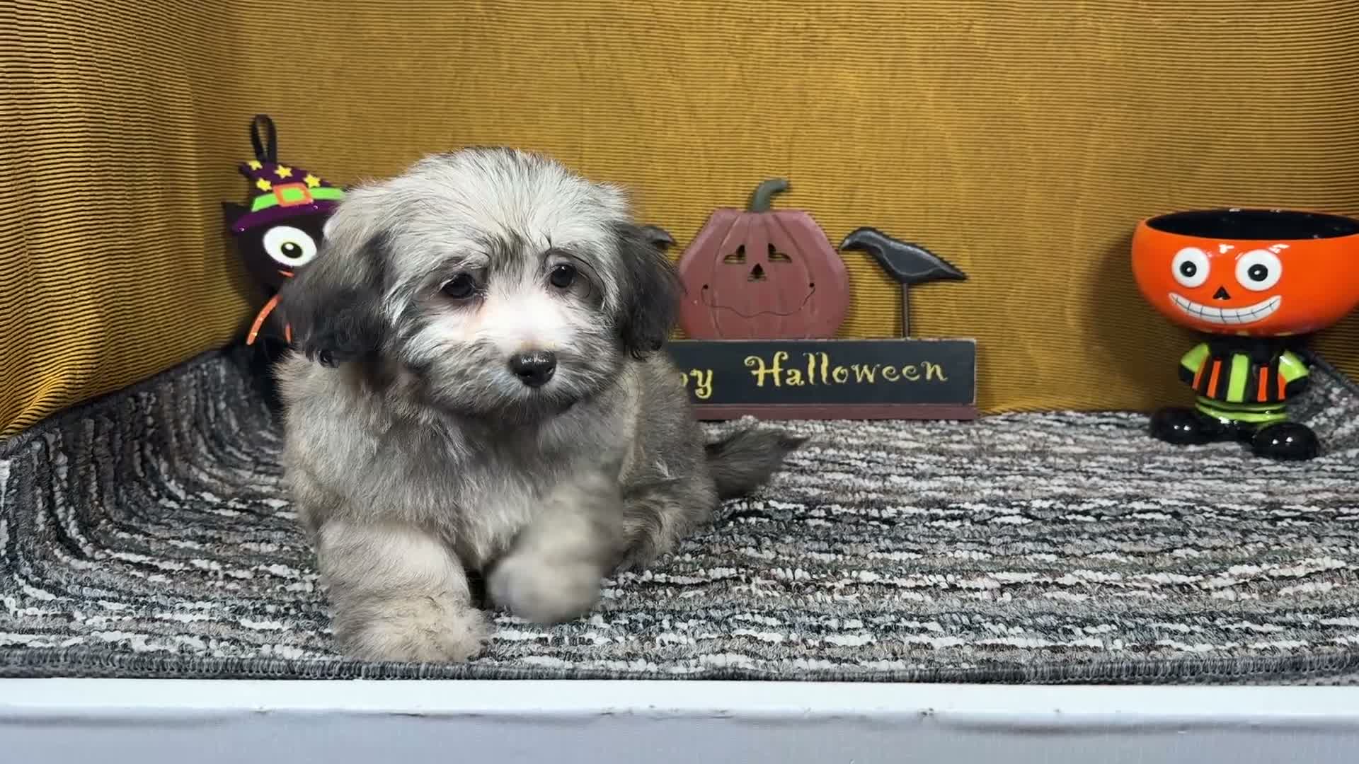Havanese dogs for sale: Havanese 2 - Video 1