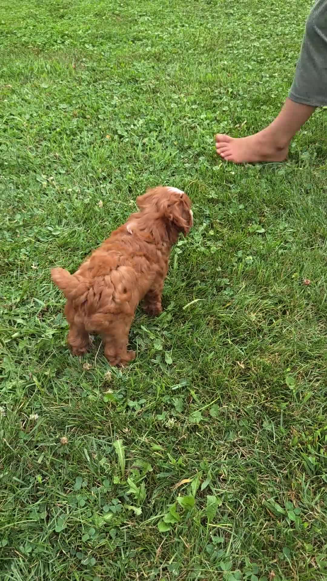 Cavapoo dogs for sale: Rover  - Video 1