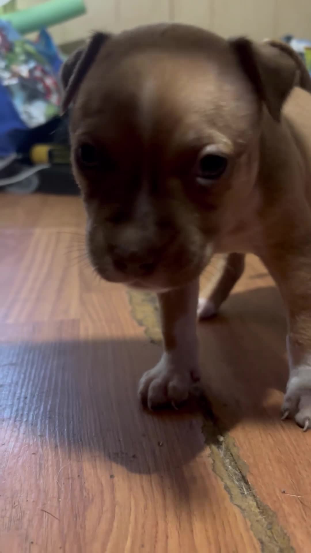 Mixed Breed dogs for sale: Spice Girl - Video 2
