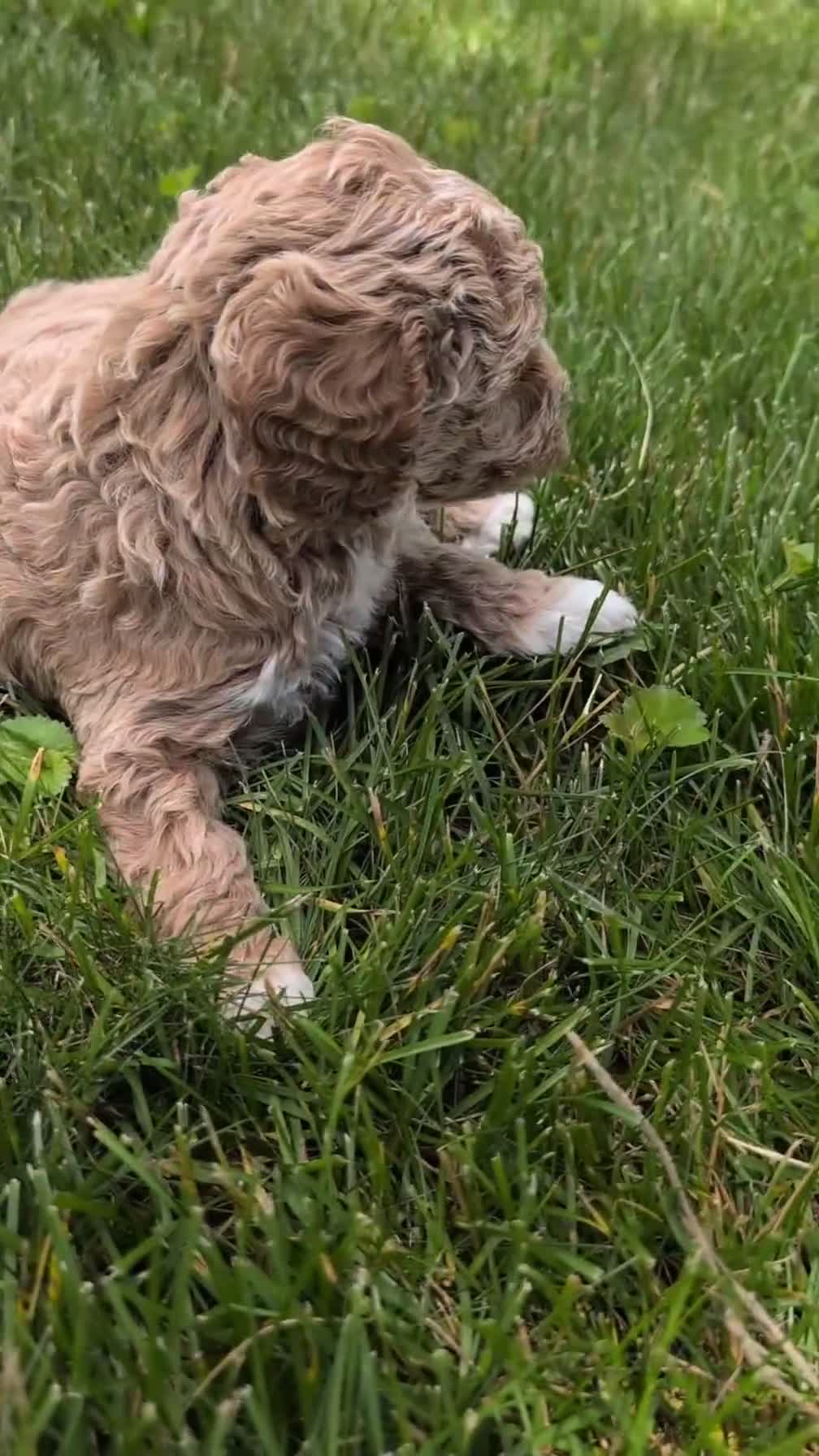 Miniature Poodle dogs for sale: Roxy - Video 1