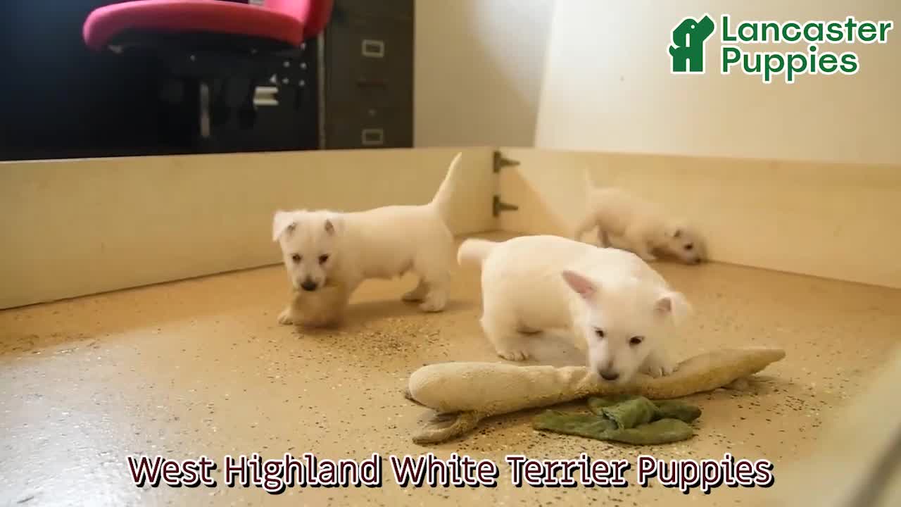 West Highland Terrier dogs for sale: Kent  - Video 1