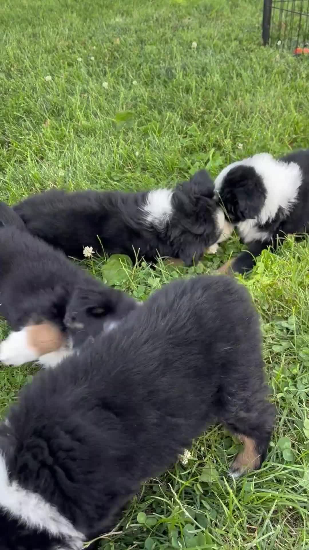Australian Shepherd dogs for sale: Max  - Video 3