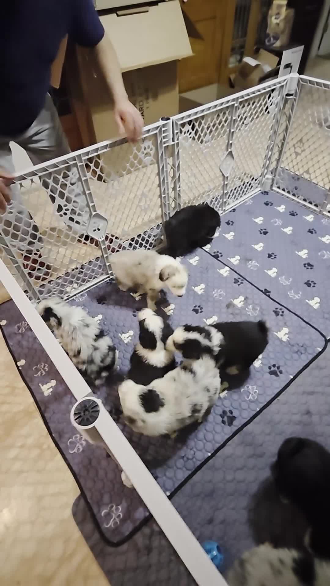 Australian Shepherd dogs for sale: Australian Shepherd Puppy 10 - Video 1