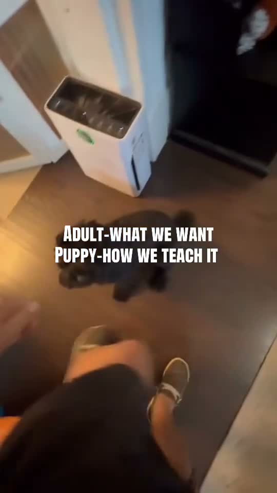 Mini Goldendoodle dogs for sale: Mini Goldendoodle 5 Carmel Ribbon Crunch  - Video 1
