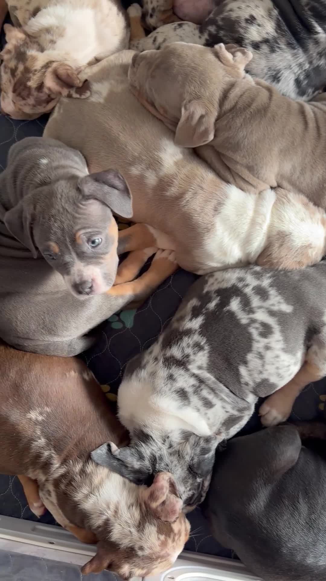 American Bully dogs for sale: American XL Bully - Video 1