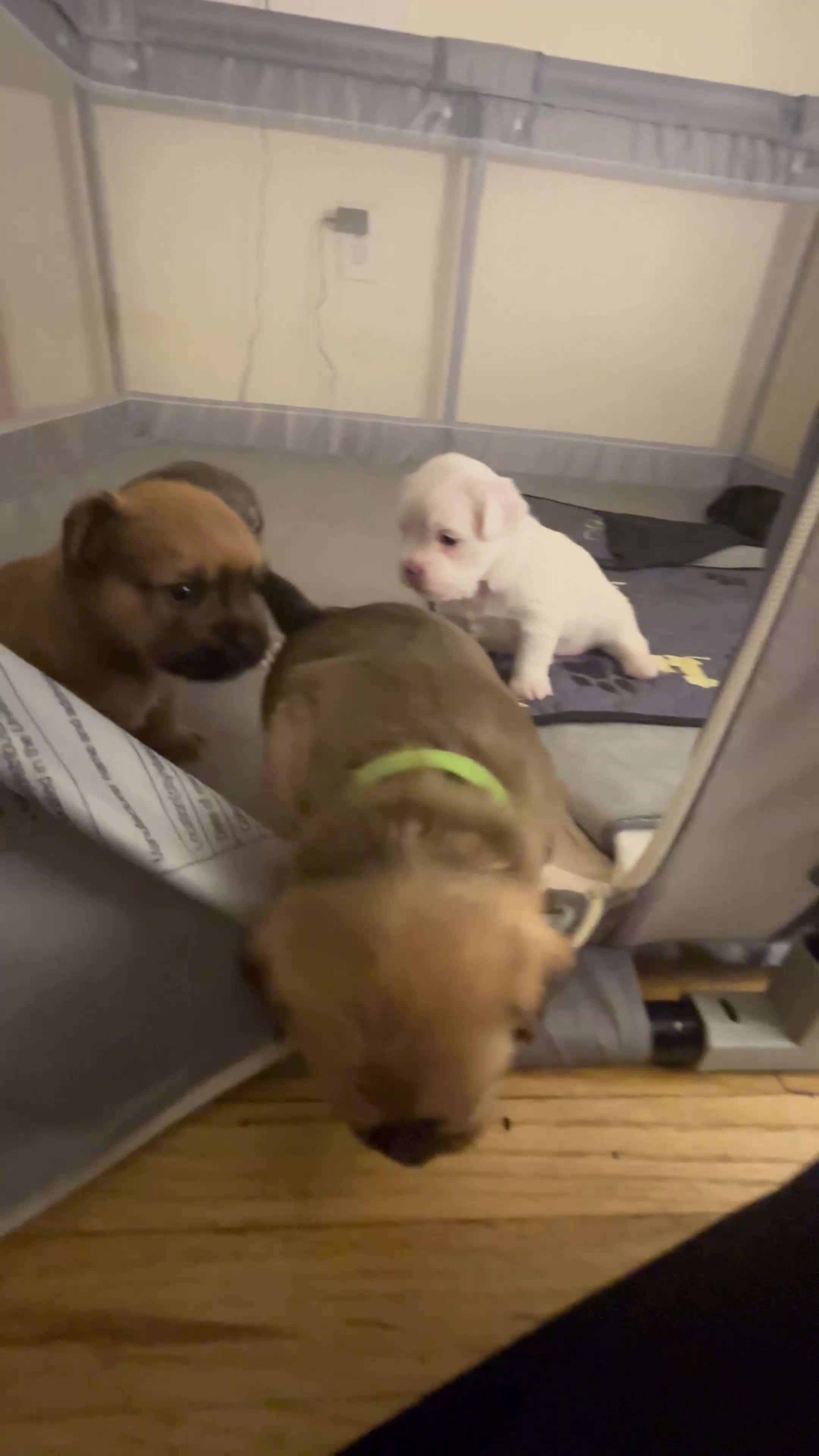 Mixed Breed dogs for sale: Saint - Video 1