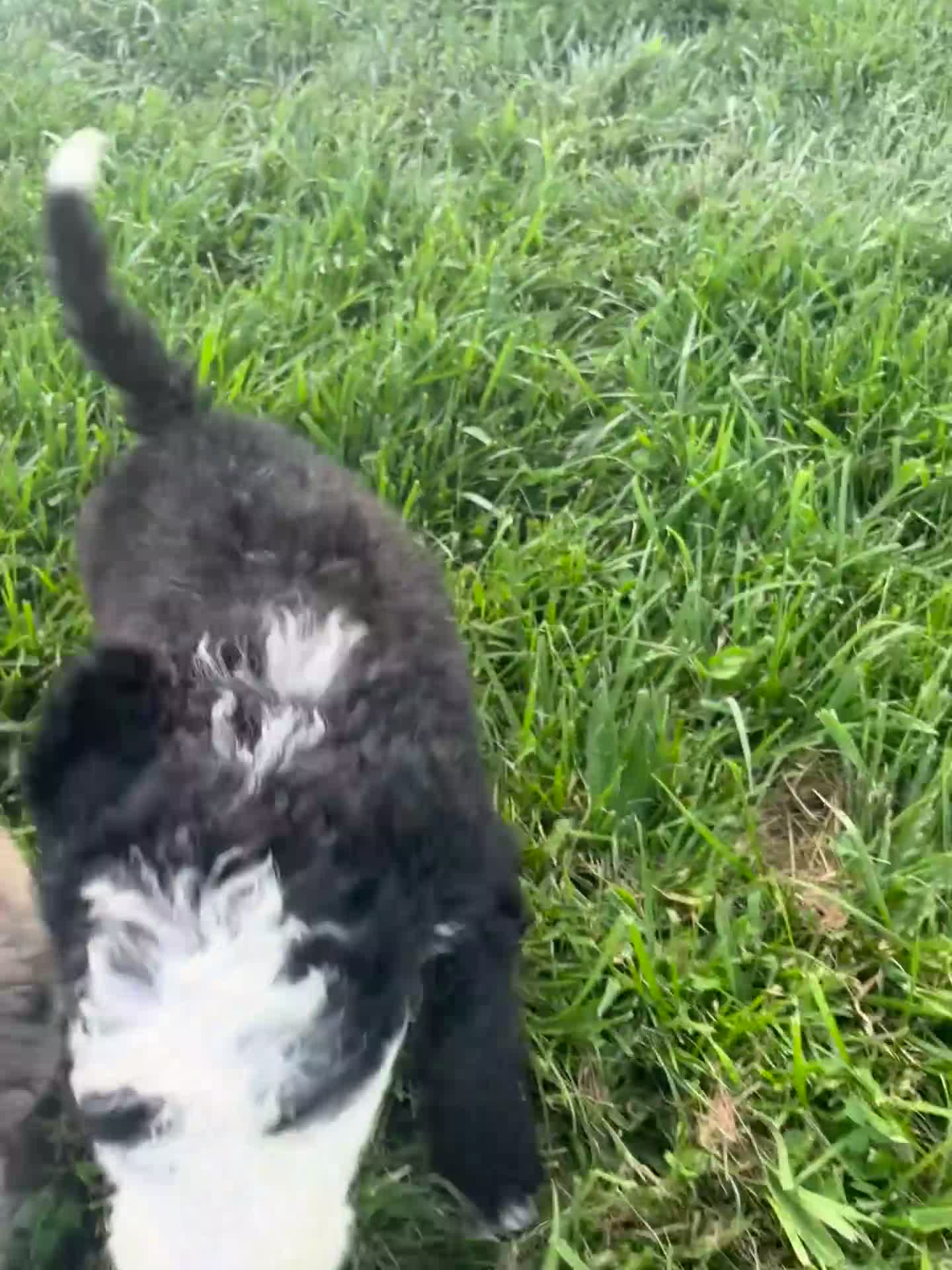 Sheepadoodle dogs for sale: Sheepadoodle 1 - Video 1