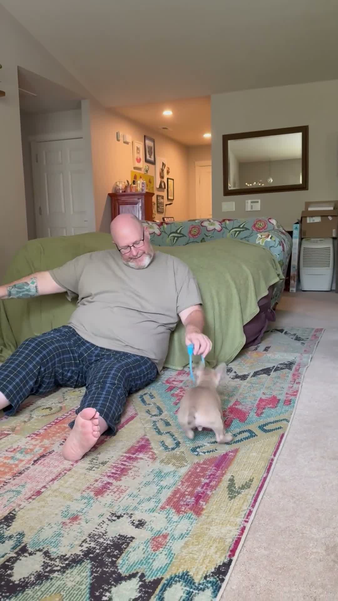 French Bulldog dogs for sale:  Alfie - Video 1