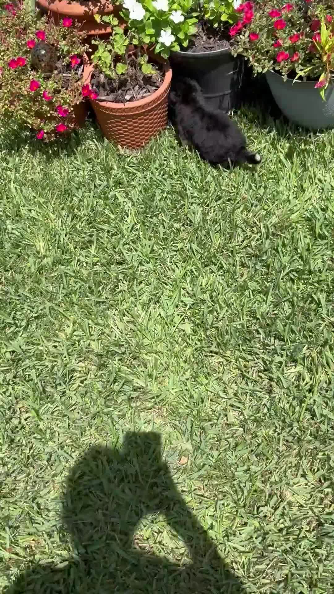 Mixed Breed dogs for sale: Trip - Video 1