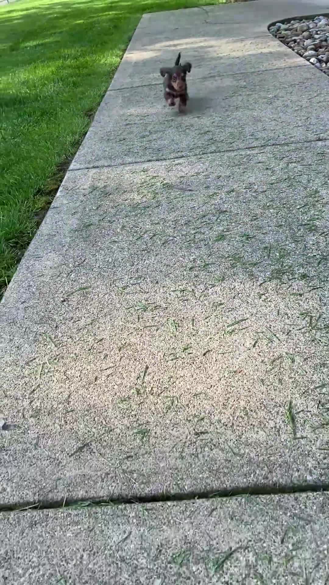 Miniature Dachshund dogs for sale: Max - Video 1