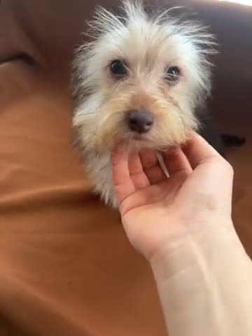 Morkie dogs for sale: Gucci  - Video 3