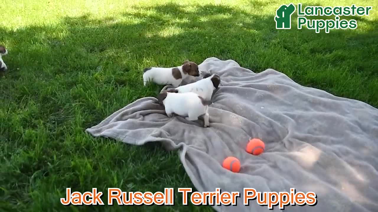 Jack Russell Terrier dogs for sale: Barbie - Video 1