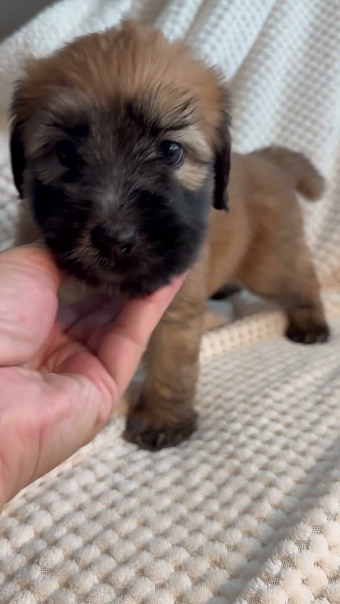 Mixed Breed dogs for sale: Orange collar boy  - Video 1