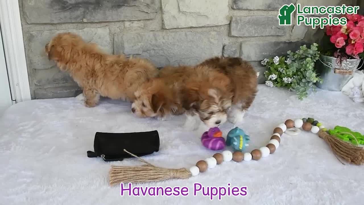 Havanese dogs for sale: Jenna - Video 1